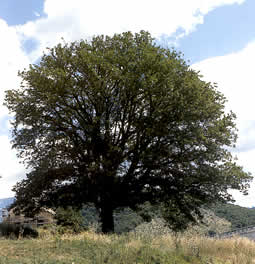 Alberi monumentali di Rieti e Provincia