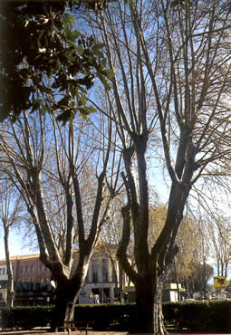 Alberi Monumentali di Rieti e Provincia
