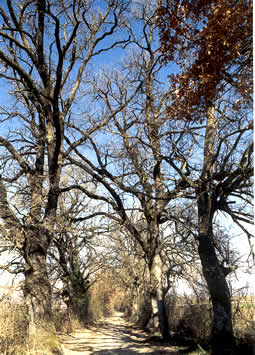 Alberi Monumentali di Rieti e Provincia