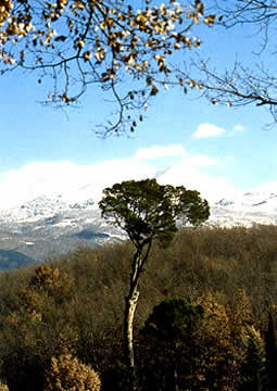 Alberi Monumentali di Rieti e Provincia