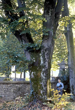 Alberi monumentali a Rieti e provincia