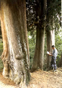 Alberi monumentali di Rieti e Provincia
