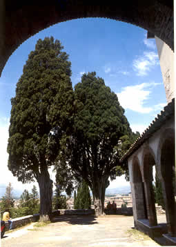 Alberi monumentali di Rieti e Provincia