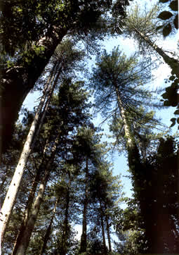 Alberi monumentali di Rieti e Provincia