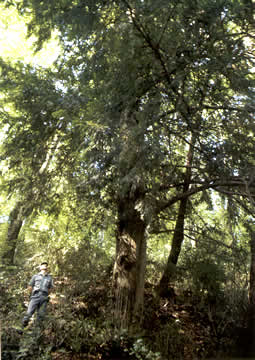 Alberi monumentali di Rieti e Provincia