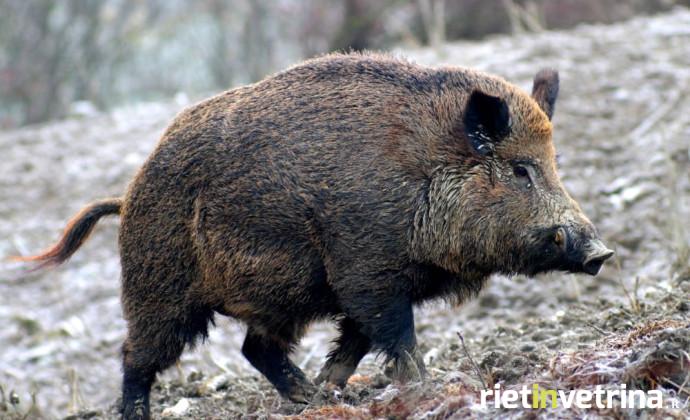 Cinghiale