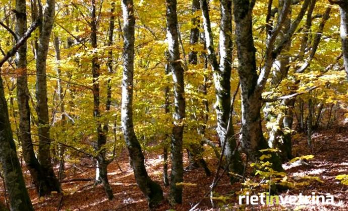 Riserva naturale