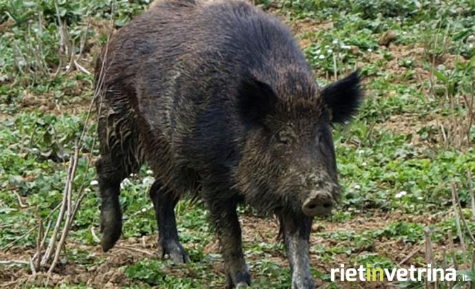 Regione Lazio, rimborsi danni causati da animali selvatici