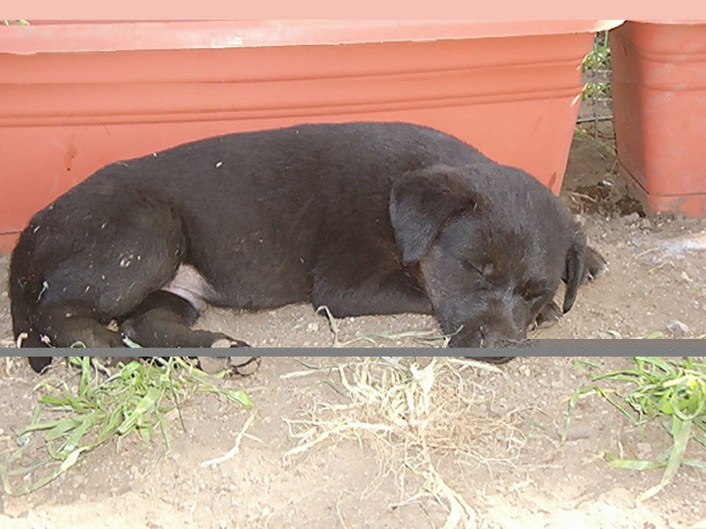 Rieti, cagnolini da adottare