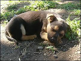 Rieti, cagnolini da adottare