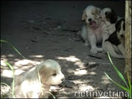 Bacugno, Posta, Rieti "I cuccioli"