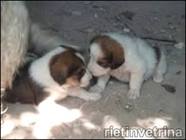 Bacugno, Posta, Rieti "I cuccioli"