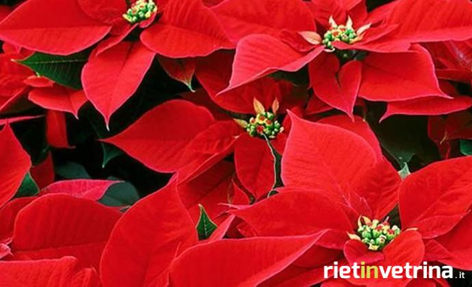 stelle_di_natale_ail_2013