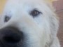 cane_cani_leo_1.jpg