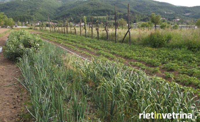 agricoltura_orto_piantagione_insalata_1