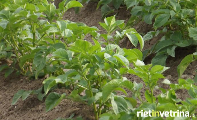 agricoltura_orto_piantagione_insalata_3