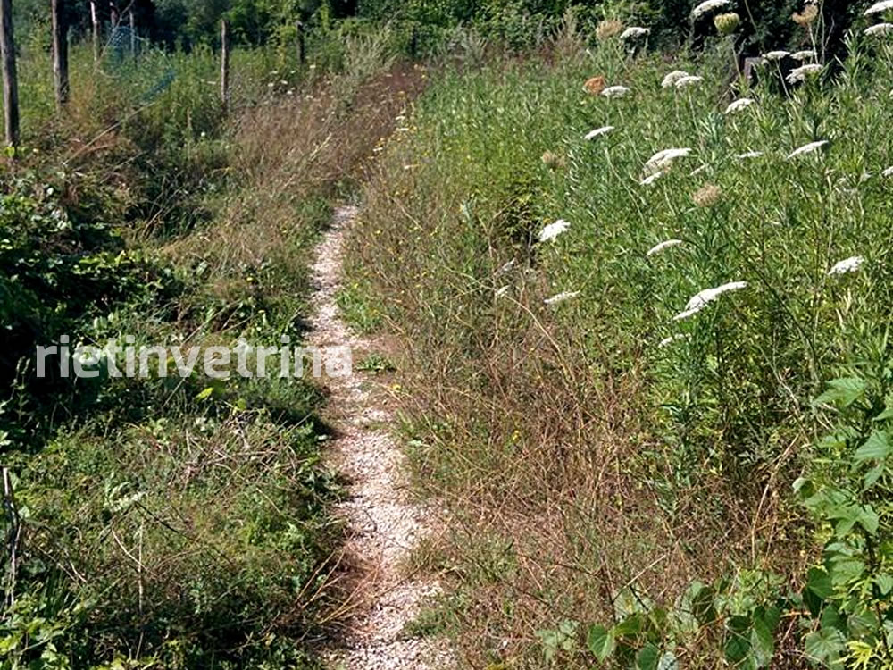 via_francigena_degrado_sporcizia_erba_alta_2