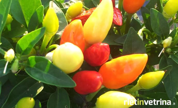 rieti_cuore_piccante_piantagione_pianta_peperoncini_fiera_mondiale_peperoncino_11