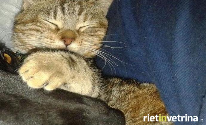 gatto_kizia_rieti