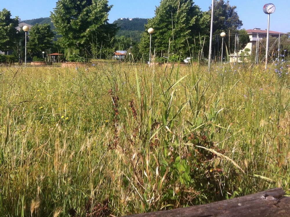 degrado_erba_alta_sporcizia_parco_via_comotti_12_06_15_1