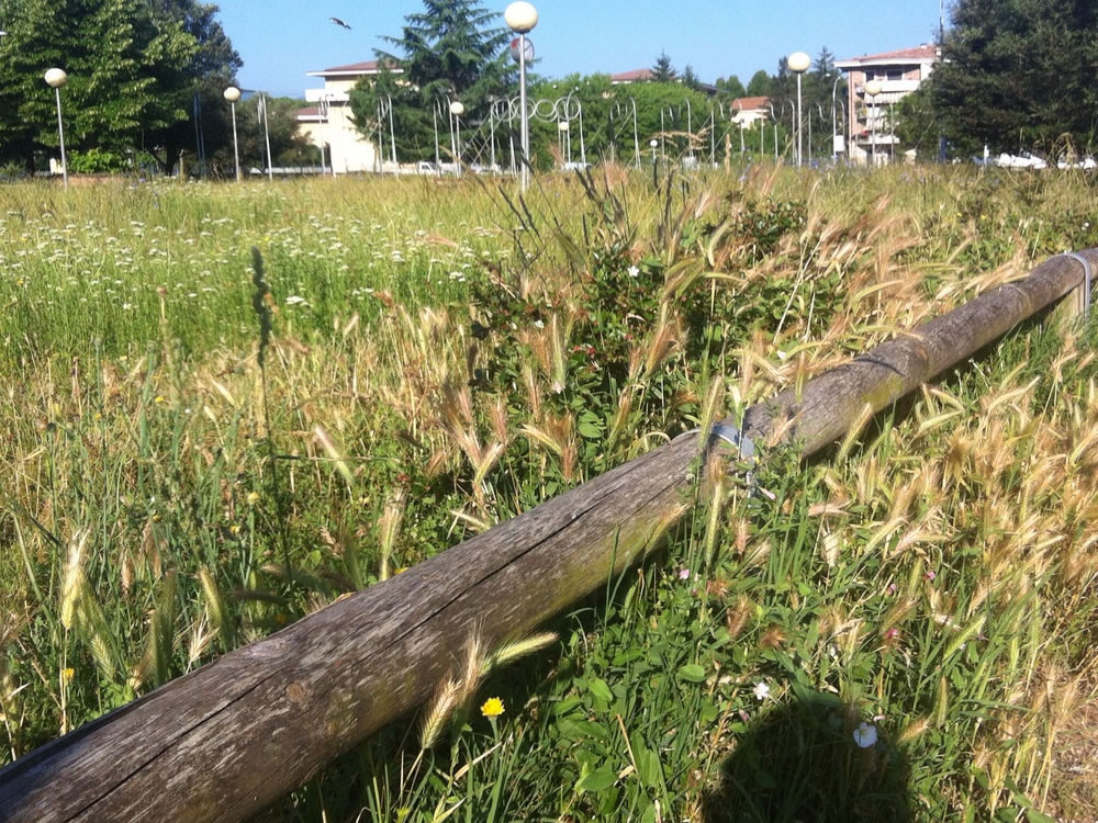 degrado_erba_alta_sporcizia_parco_via_comotti_12_06_15_3