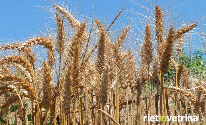 natura_mietitura_grano_1