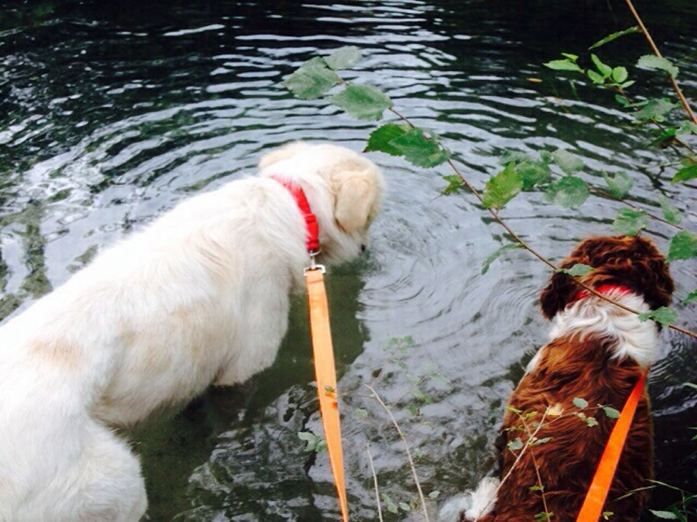 cane_amici_inseparabili