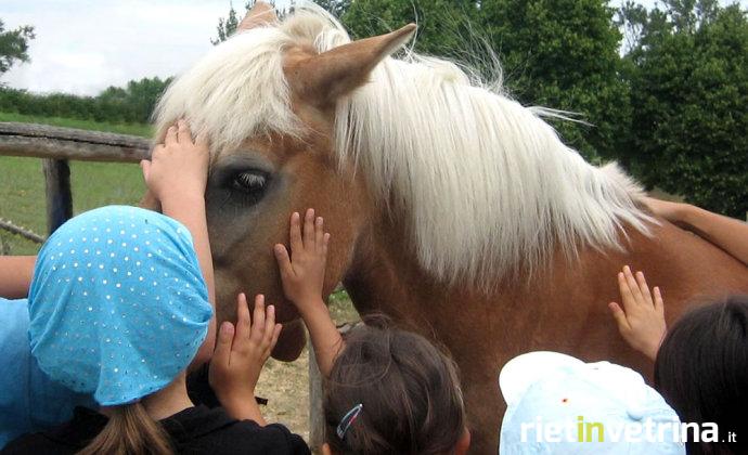 cavallo_cavalli_ippoterapia_1