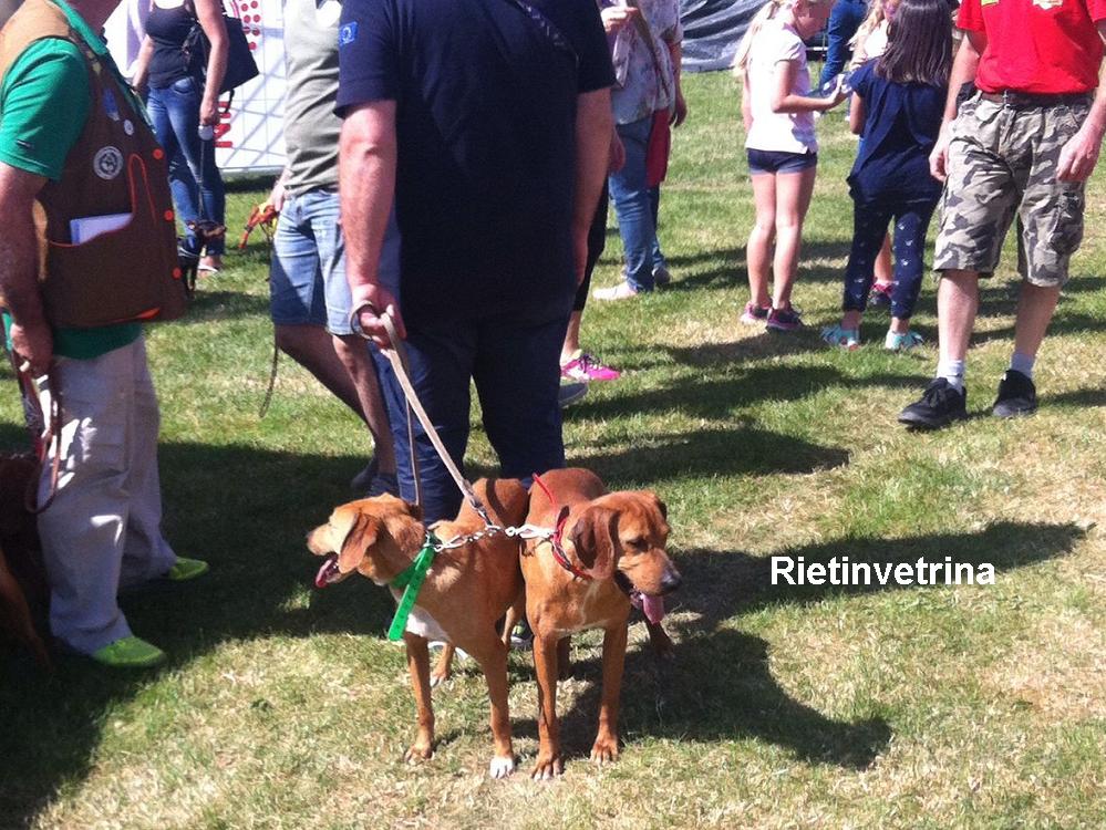 cane_mostra_canina_terminillo_enci_2016