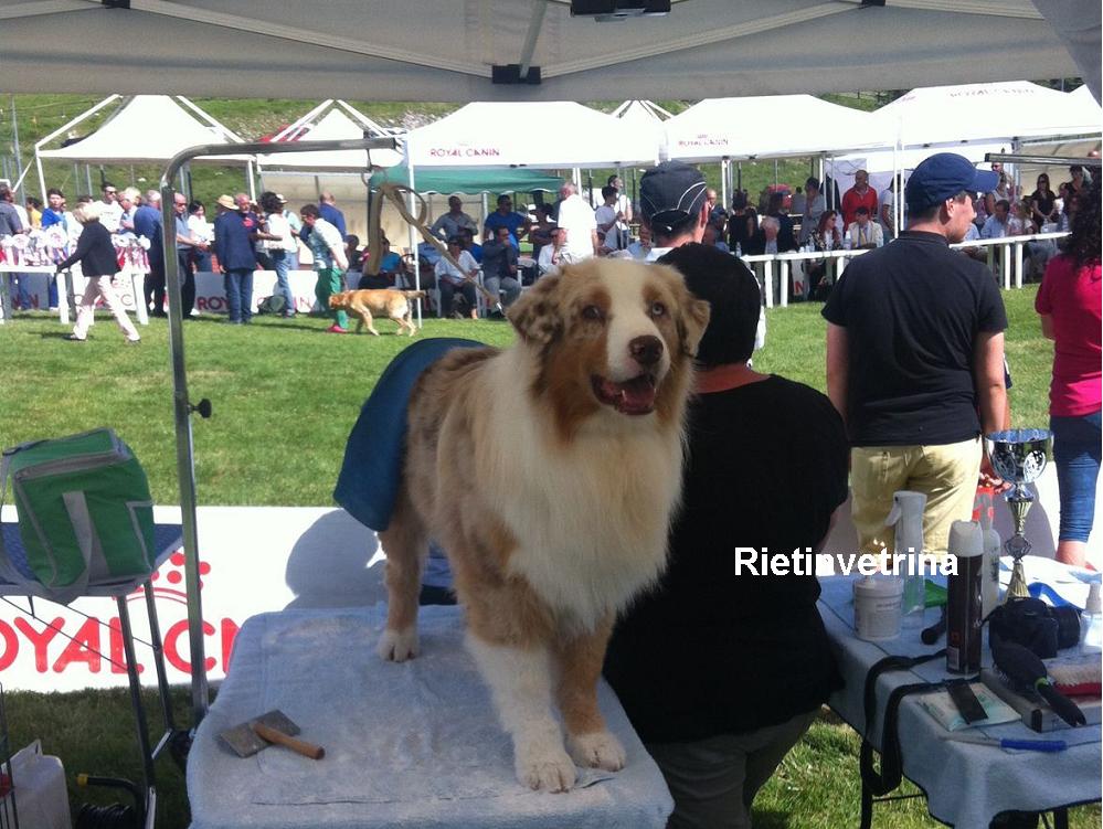 cane_mostra_canina_terminillo_enci_2016_11