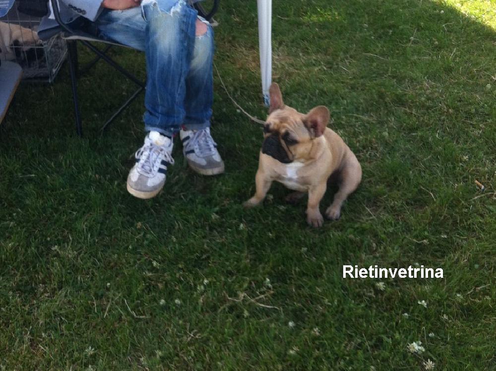 cane_mostra_canina_terminillo_enci_2016_15