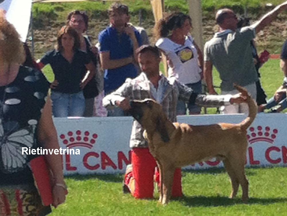 cane_mostra_canina_terminillo_enci_2016_4