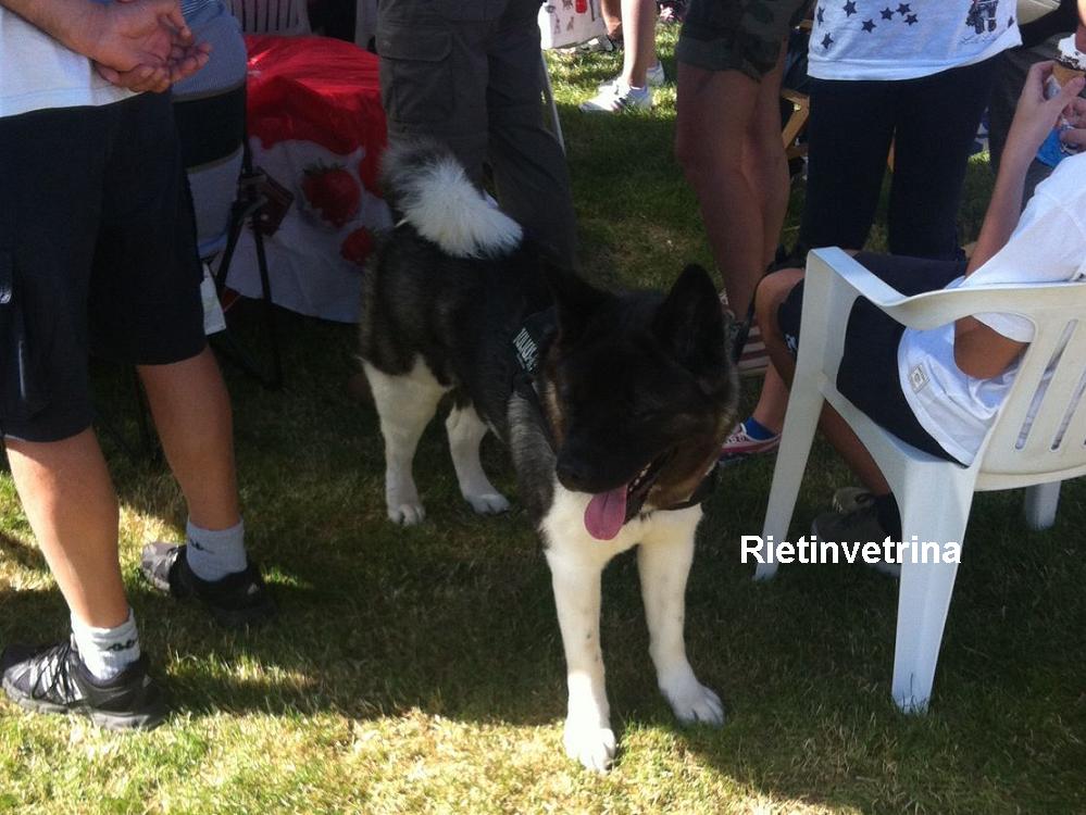 cane_mostra_canina_terminillo_enci_2016_5