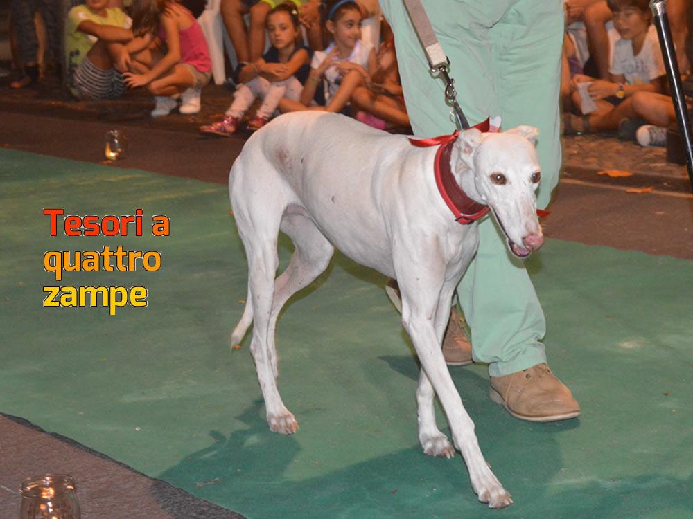 giornata_da_cani_2016_20