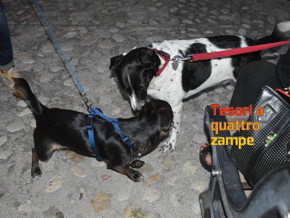 giornata_da_cani_2016_4