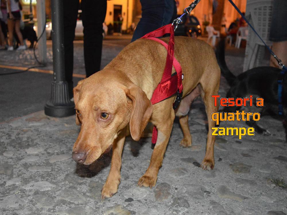 giornata_da_cani_2016_5