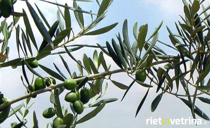 pianta_di_ulivo