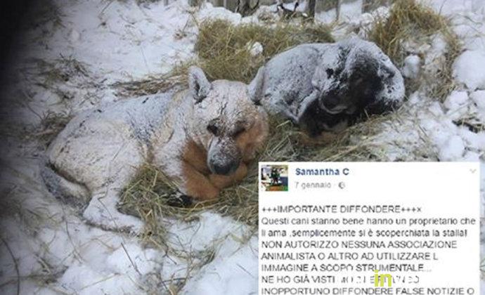 foto_cani_samantha_c_regione_lazio