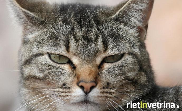 animali_animale_gatto_1