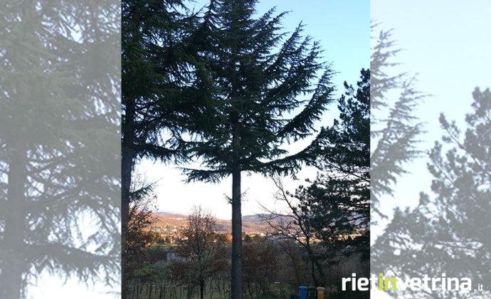 albero_cedro_nuovo