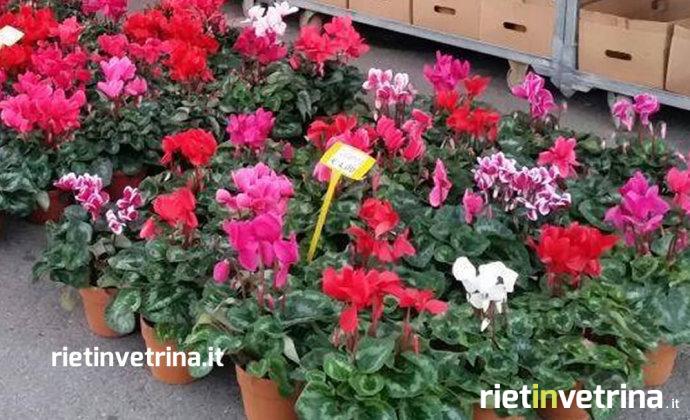 fiori_1